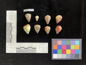 CspSH022; 20x13.5x17.5 dorsal photo thumbnail