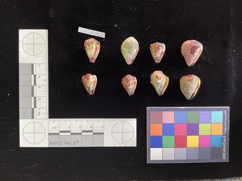 CspSH031; 23.5*x16x17 ventral photo thumbnail