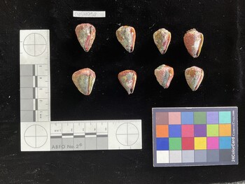 CspSH038; 22.5x16.5x21 ventral photo thumbnail
