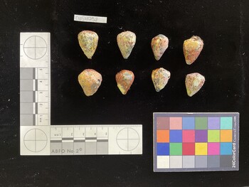 CspSH038; 22.5x16.5x21 dorsal photo thumbnail