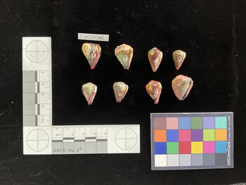 CspSH046; 21x16*x20 ventral photo thumbnail