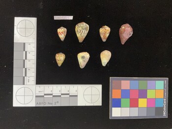 CnanSH004; 20x14.5x17 dorsal photo thumbnail