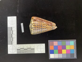 CleoSH001; 73x46x69 ventral photo thumbnail