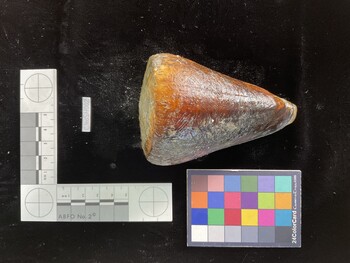 CleoSH002; 97x67.5x95.5 dorsal photo thumbnail