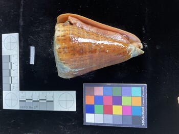 CleoSH002; 97x67.5x95.5 ventral photo thumbnail