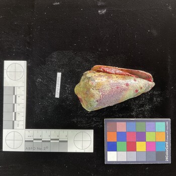 CimpSH004; 92x47.5x72 ventral photo thumbnail