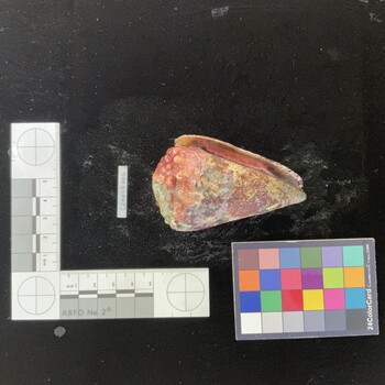 CimpSH006; 83x46.5x70.5 ventral photo thumbnail