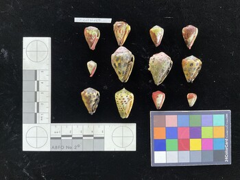 CebSH006; 33x21x25 ventral photo thumbnail