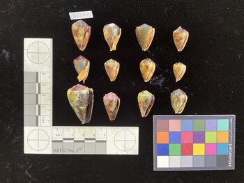 CcorSH009; 23x14x17.5 ventral photo thumbnail