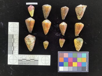 CfrigSH022; 33x20.5x29 dorsal photo thumbnail
