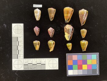 CflavSH026; 27.5x17x24.5 ventral photo thumbnail