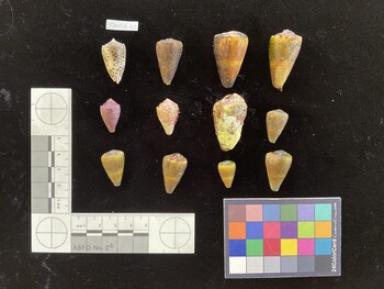 CflavSH026; 27.5x17x24.5 dorsal photo thumbnail