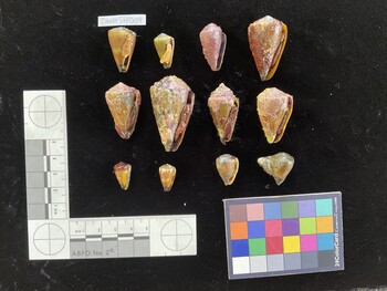 CmaltSH009; 26.5x16x23.5 ventral photo thumbnail