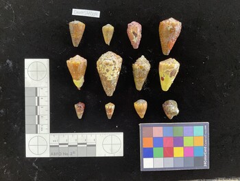 CmaltSH009; 26.5x16x23.5 dorsal photo thumbnail