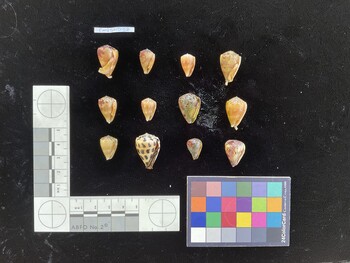 CebSH010; 26x17.5x21.5 ventral photo thumbnail