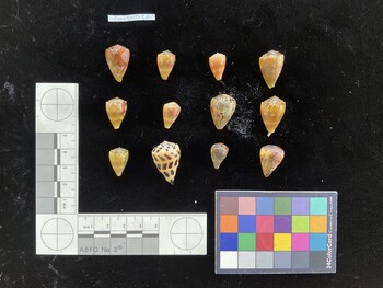 CebSH010; 26x17.5x21.5 dorsal photo thumbnail