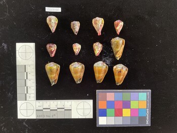 CfrigSH031; 30x17.5x26 ventral photo thumbnail