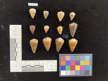 CfrigSH031; 30x17.5x26 dorsal photo thumbnail