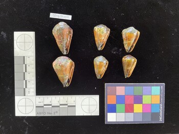 CfrigSH037; 38.5x23.5x30.5 ventral photo thumbnail