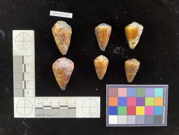 CfrigSH037; 38.5x23.5x30.5 dorsal photo thumbnail