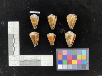 CfrigSH043; 33.5x19.5x28 ventral photo thumbnail