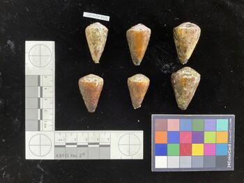 CfrigSH043; 33.5x19.5x28 dorsal photo thumbnail