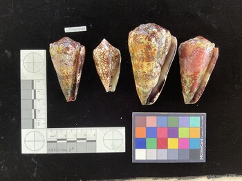 CimpSH005; 52.5x33x54 ventral photo thumbnail