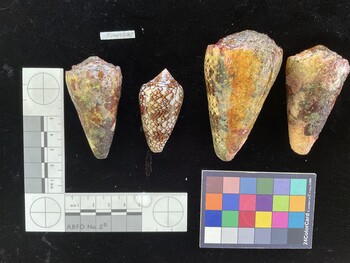 CimpSH005; 52.5x33x54 dorsal photo thumbnail