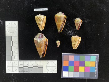 CebuSH028; 32x21.5x27.5 ventral photo thumbnail