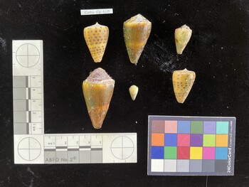 CebuSH028; 32x21.5x27.5 dorsal photo thumbnail