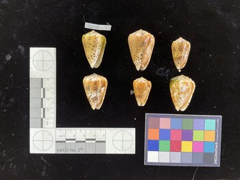 CpulSH104; 36x22.5x31 ventral photo thumbnail