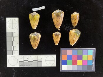 CpulSH104; 36x22.5x31 dorsal photo thumbnail