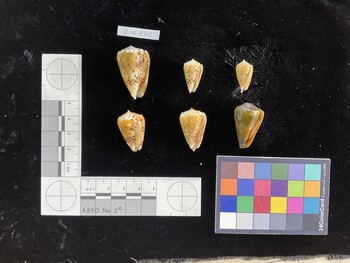 CflavSH028; 30x17.5x26 ventral photo thumbnail