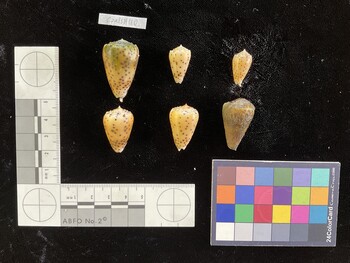 CflavSH028; 30x17.5x26 dorsal photo thumbnail
