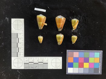 CflavSH029; 30x17.5x25.5 ventral photo thumbnail
