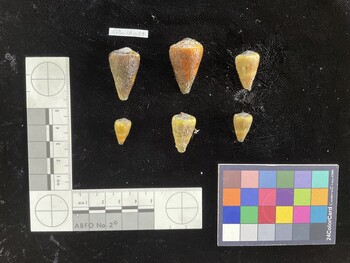CflavSH029; 30x17.5x25.5 dorsal photo thumbnail