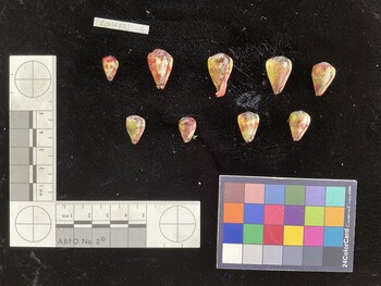 CspSH073; 13x8x11 ventral photo thumbnail