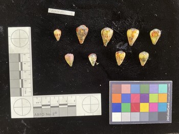 CspSH073; 13x8x11 dorsal photo thumbnail