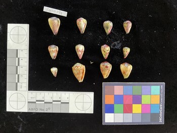 CmilSH041; 24.5x15x20 ventral photo thumbnail