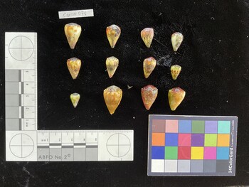 CmilSH041; 24.5x15x20 dorsal photo thumbnail