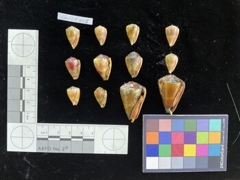 CfrigSH049; 35x22x30 ventral photo thumbnail