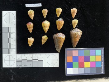 CfrigSH049; 35x22x30 dorsal photo thumbnail