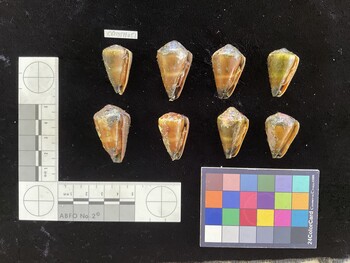 CfrigSH051; 29.5x18x25 ventral photo thumbnail