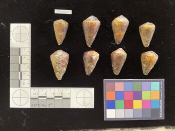 CfrigSH051; 29.5x18x25 dorsal photo thumbnail