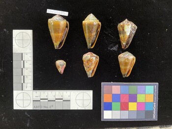 CfrigSH059; 34x20.5x30 ventral photo thumbnail