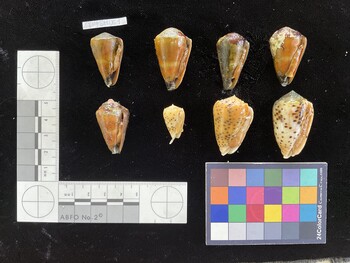 CfrigSH061; 30.5x18.5x27 ventral photo thumbnail