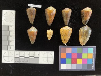 CfrigSH061; 30.5x18.5x27 dorsal photo thumbnail