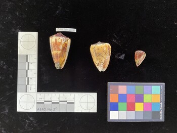 CpulSH118; 39.5x26.5x35.5 ventral photo thumbnail