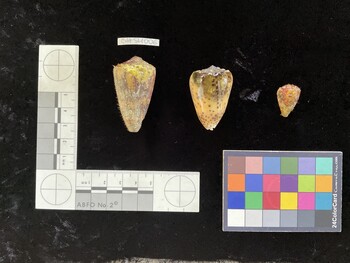 CpulSH118; 39.5x26.5x35.5 dorsal photo thumbnail