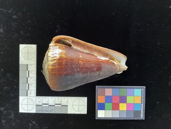 CleoSH003; 114x73.5x102 ventral photo thumbnail